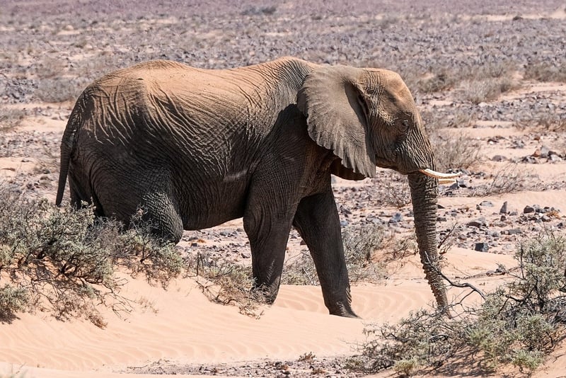 Desert Safaris