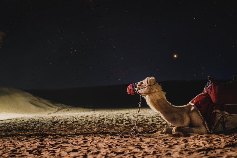 Camel Safari